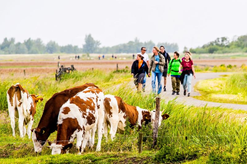 Castricum wandelen met koeien